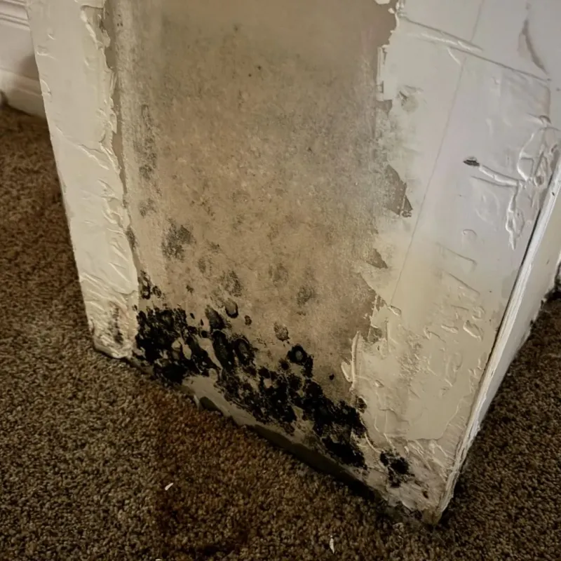 Professional Mold Removal in Hodgeman County, KS